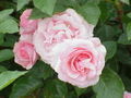 rose roos